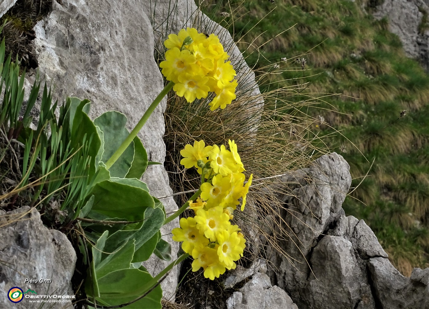 31 Primula orecchia d'orso (Primula auricula) sulle rocce del Canalino dei sassi.JPG